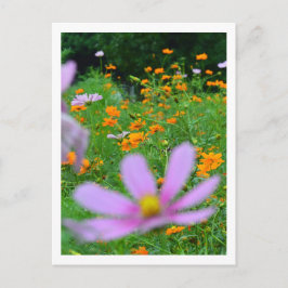 Cosmos Bloemen: Japan Briefkaart