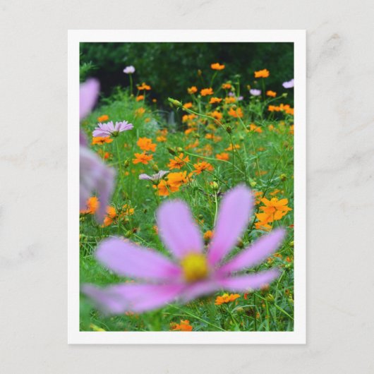 Cosmos Bloemen: Japan Briefkaart (Voorkant)