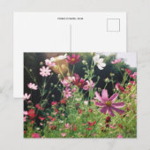 Cosmos Bloemen: Japan Briefkaart (Voorkant / Achterkant)