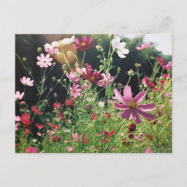 Cosmos Bloemen: Japan Briefkaart