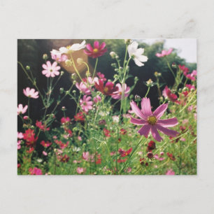 Cosmos Bloemen: Japan Briefkaart