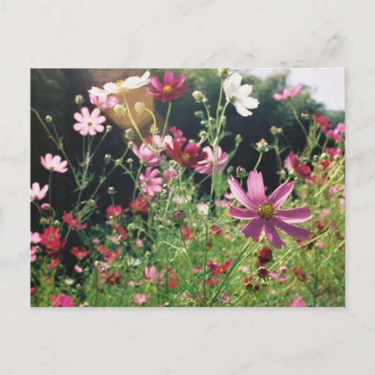 Cosmos Bloemen: Japan Briefkaart (Voorkant)