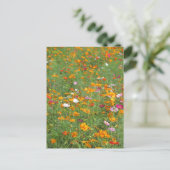 Cosmos Bloemen: Japan Briefkaart (Staand voorkant)