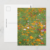 Cosmos Bloemen: Japan Briefkaart (Voorkant / Achterkant)