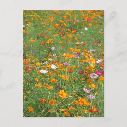 Cosmos Bloemen: Japan Briefkaart (Voorkant)