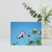 Cosmos Bloemen: Japan Briefkaart (Staand voorkant)