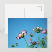 Cosmos Bloemen: Japan Briefkaart (Voorkant / Achterkant)