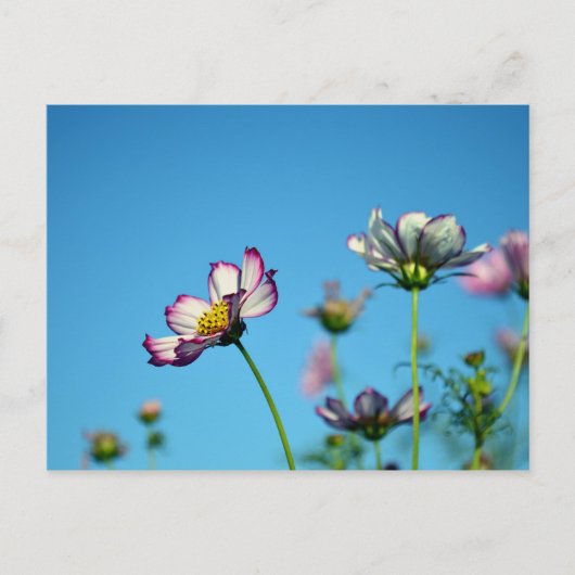 Cosmos Bloemen: Japan Briefkaart (Voorkant)
