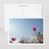 Cosmos Bloemen: Japan  Briefkaart (Voorkant / Achterkant)