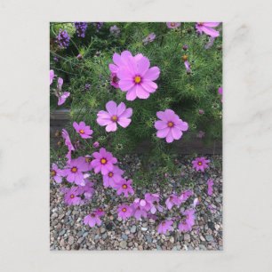 Cosmos bloemen met kiezelstenen Op een Feestdagenkaart