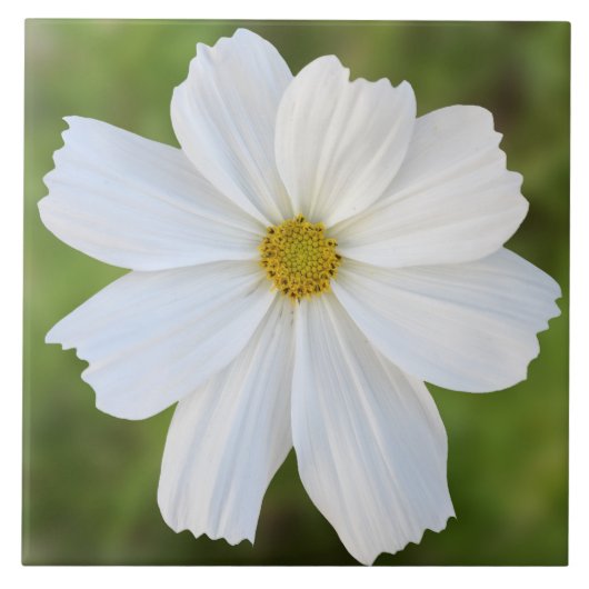 Cosmos Ceramic Tile Tegeltje (Voorkant)