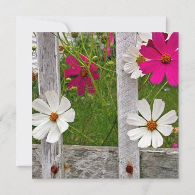 Cosmos Collectie (Voorkant)