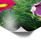 Cosmos Daisy Flower Trio 8x8 Foto Afdruk (Hoek)