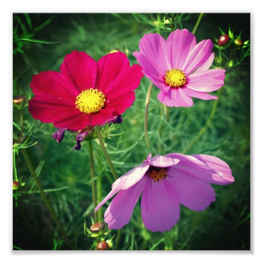 Cosmos Daisy Flower Trio 8x8 Foto Afdruk (Voorkant)