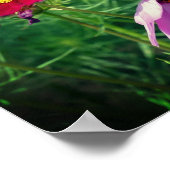 Cosmos Daisy Flower Trio Poster (Hoek)