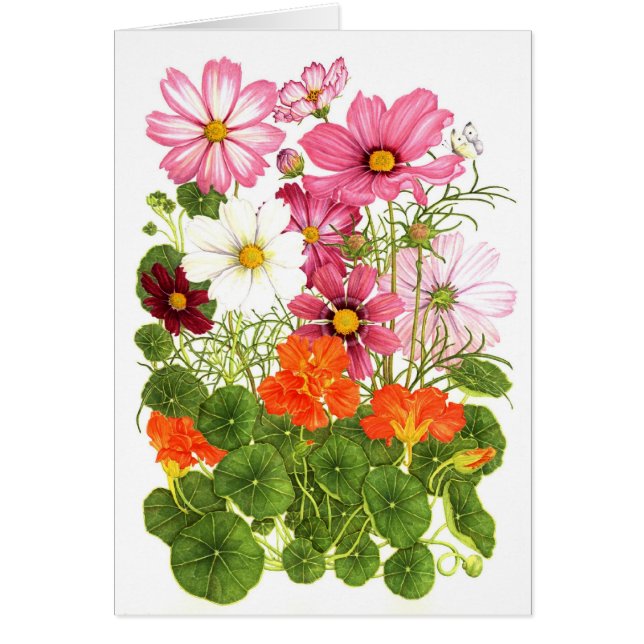 Cosmos en Nasturtiums (Voorkant)