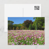 Cosmos Field:Briefkaart Briefkaart (Voorkant / Achterkant)