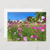 Cosmos Field [Postcard] Briefkaart (Voorkant / Achterkant)