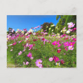 Cosmos Field [Postcard] Briefkaart (Voorkant)