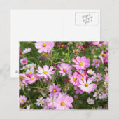 Cosmos Flower (Bidens Formosa). Kirkwood Briefkaart (Voorkant / Achterkant)