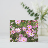 Cosmos Flower (Bidens Formosa). Kirkwood Briefkaart (Staand voorkant)