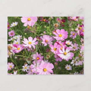 Cosmos Flower (Bidens Formosa). Kirkwood Briefkaart