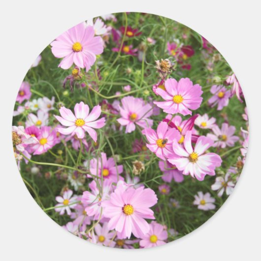 Cosmos Flower (Bidens Formosa). Kirkwood Ronde Sticker (Voorkant)