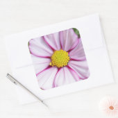 Cosmos Flower (bidens formosa) Vierkante Sticker (Envelop)