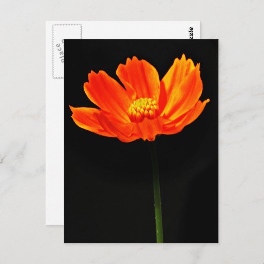 Cosmos Flower Briefkaart (Voorkant / Achterkant)