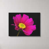 Cosmos Flower Canvas Print (Voorkant)