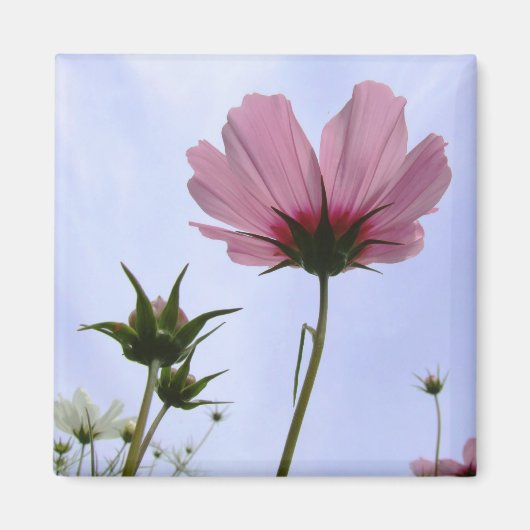 Cosmos Flower Magnet (Voorkant)