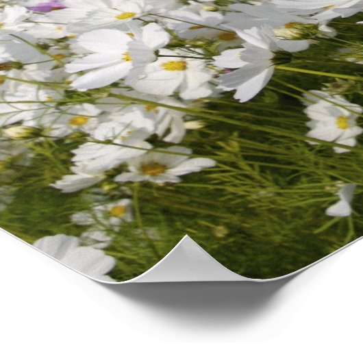 Cosmos Flower Poster (Hoek)