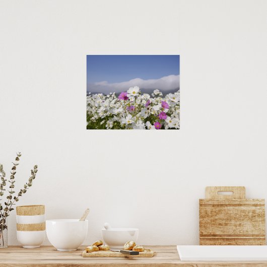 Cosmos Flower Poster (Keuken)