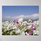 Cosmos Flower Poster (Voorkant)