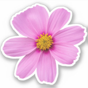 Cosmos Flower Sticker