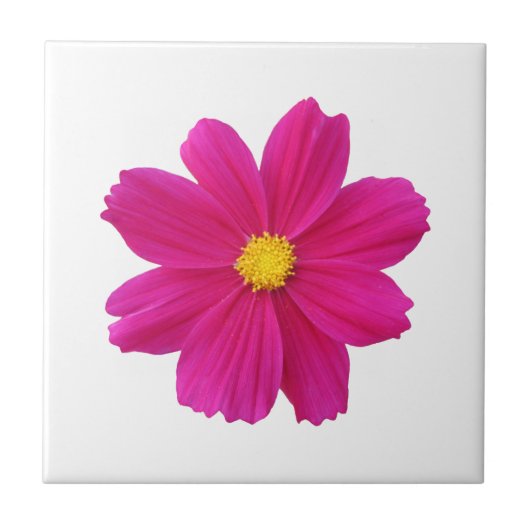 Cosmos Flower Tegel Tegeltje (Voorkant)