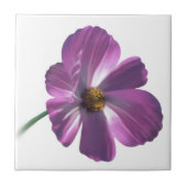 Cosmos Flower Tegeltje (Voorkant)