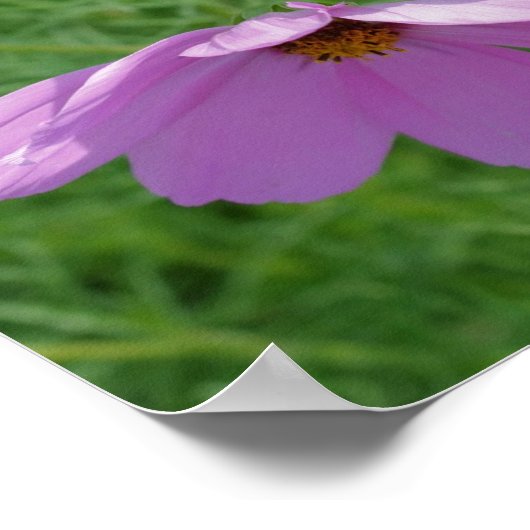 Cosmos Flower Trio Mirror Abstract Poster (Hoek)