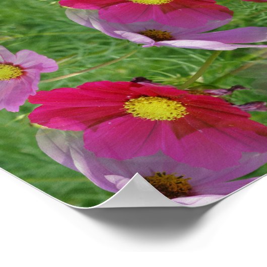 Cosmos Flowers Abstracte Natuur Poster (Hoek)