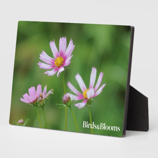 Cosmos Flowers Fotoplaat (Zijkant)