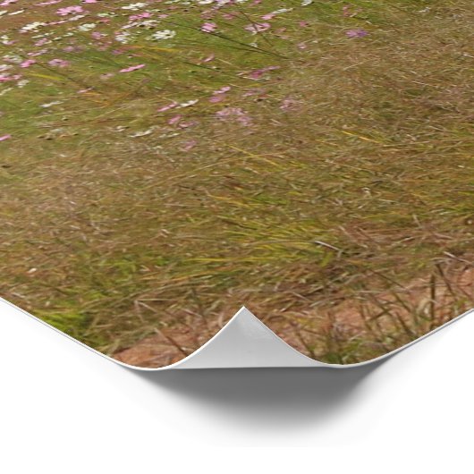 Cosmos Flowers langs het hek Poster (Hoek)