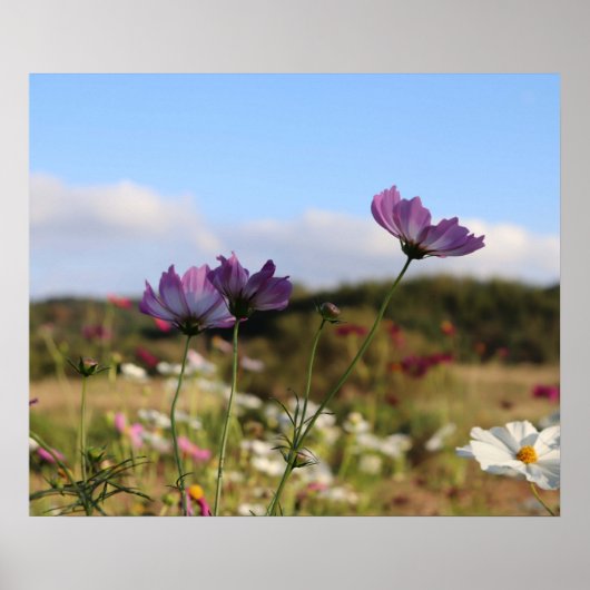 Cosmos Flowers Poster (Voorkant)