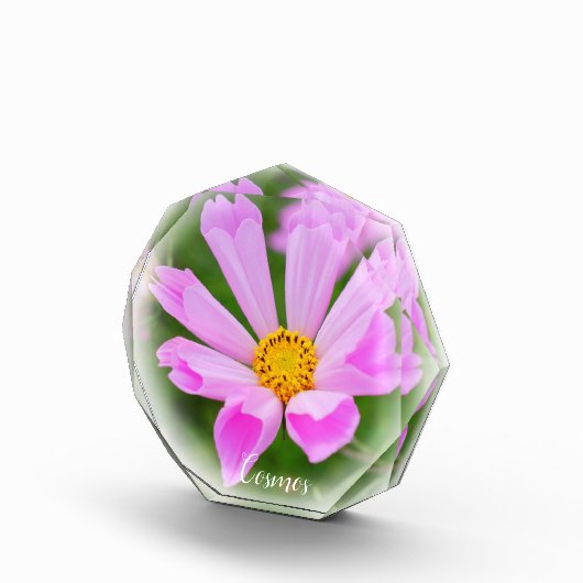 Cosmos Fotoblokken (Rechts)