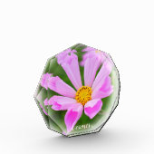 Cosmos Fotoblokken (Links)