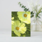 Cosmos "gele campus":Briefkaart Briefkaart (Staand voorkant)