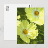 Cosmos "gele campus":Briefkaart Briefkaart (Voorkant / Achterkant)