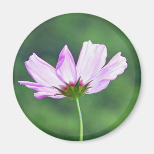 Cosmos Magneet