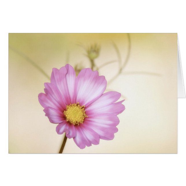 Cosmos Pastel (Voorkant Horizontaal)
