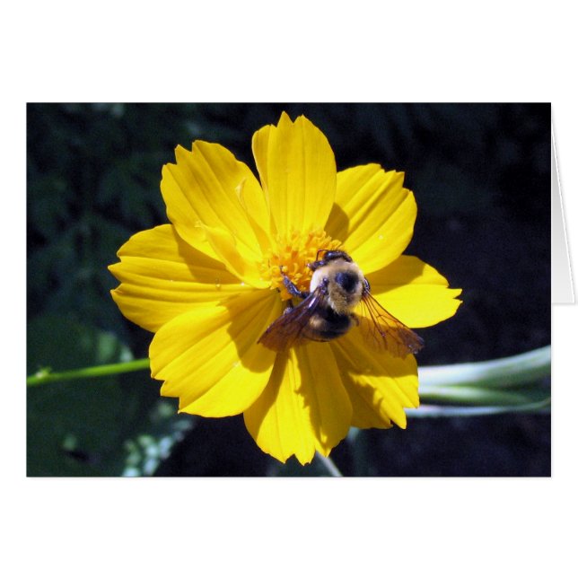 Cosmos trekt Bumblebee aan (Voorkant Horizontaal)