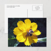 Cosmos trekt Bumblebee aan Briefkaart (Voorkant / Achterkant)